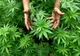Elevi din Urziceni trimiși în judecată pentru trafic de cannabis