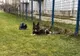 Câinele polițist care a intrat în greva foamei după ce partenerul său de misiuni s-a pensionat