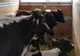Transport ilegal de animale, descoperit de poliţiştii ialomițeni 