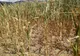Peste 126.000 hectare de culturi agricole din Ialomița, afectate de secetă