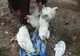 Gripa aviară. Localitățile  din Ialomița care se încadrează în zona epidemiologică cu risc înalt