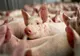  Ialomița: Focar de pestă porcină africană în cea mai mare fermă de porci