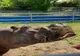FOTO Singurul hipopotam din România: la ce grădină zoologică se află și ce vârstă are
