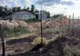 1500 de kilograme de furaje făcute scrum în Munteni Buzău