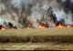 Incendiu violent. 150 de hectare de grâu făcute scrum în Ialomița