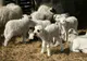 Paradoxul zootehniei actuale: Mieii României sunt trimiși la arabi, noi mâncăm din import!