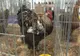 Un bărbat şi două femei, din Buzău şi Ialomița, au plecat la furat de păsări. Poliţiştii au descoperit în portbagaj şi în habitaclul mașinii 30 de păsări şi un ied