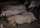 Focar de pestă porcină africană în comuna Mihail Kogălniceanu