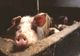 Pesta porcină africană se extinde în Ialomiţa: încă două localităţi rămân fără porci