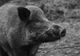 Porcii mistreți, vinovați pentru reapariția pestei porcine africane în Ialomița