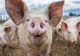 Conform unui comunicat ANSVSA aproape 700 de focare de pestă porcină sunt active în prezent