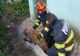 Cățel salvat de pompieri dintr-o fosă septică