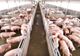 APIA efectuează plata ajutorului de stat în sectorul creșterii animalelor