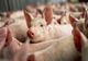  Ialomița: Focar de pestă porcină africană în cea mai mare fermă de porci