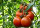 REVOLTĂTOR: roșiile românești ajung la GUNOI! România IMPORTĂ tomate din străinătate. REACȚIA ministrului Petre Daea