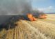 24 hectare de miriște de porumb incendiate intenționat