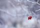 Prognoza meteo 16 decembrie. Vremea extremelor - temperaturi de 17 grade și vânt cu viteze de peste 100 km/h