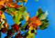 Vremea 20 septembrie - Ploi locale și temperaturi de 30 de grade
